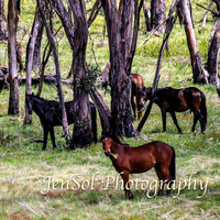 Brumbies_Nov21_0028