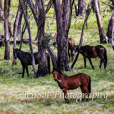 Brumbies_Nov21_0028