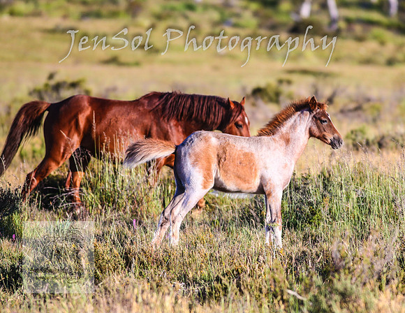 SaturdayNewYearsBrumbies_0043