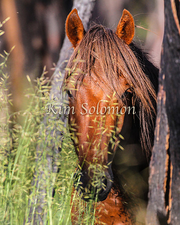 Brumbies10JanKim_0021