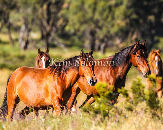 Brumbies10JanKim_0223