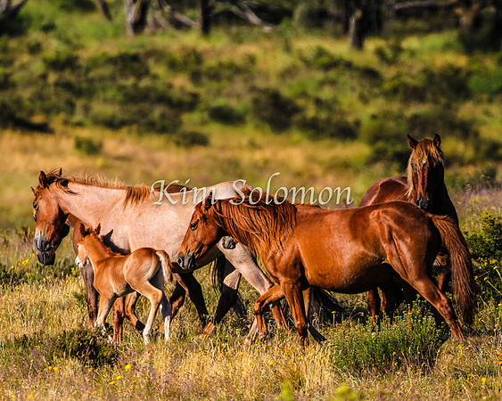 Brumbies10JanKim_0196
