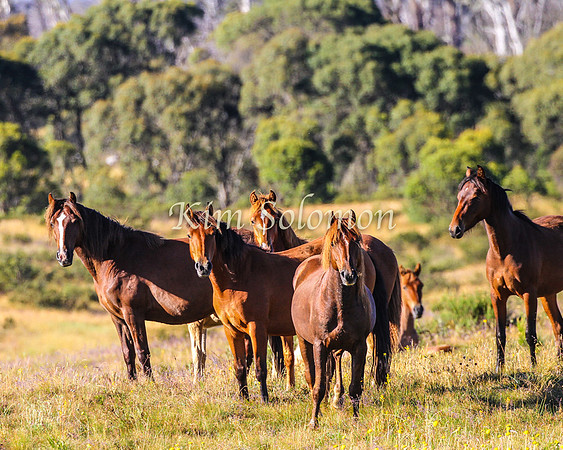 Brumbies10JanKim_0107