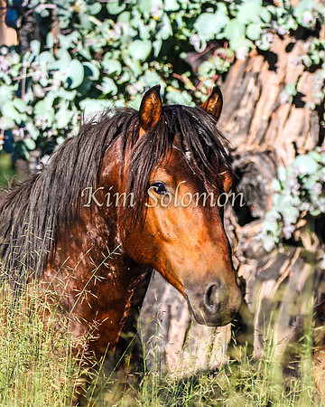 Brumbies10JanKim_0032