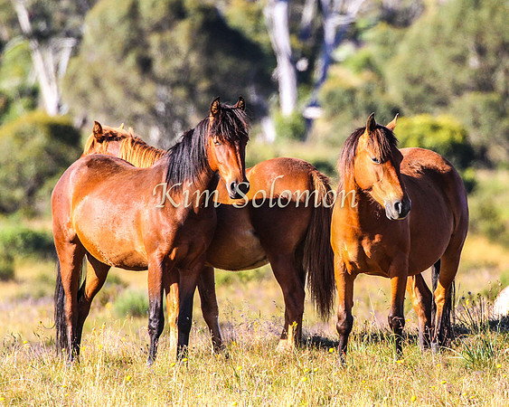 Brumbies10JanKim_0155