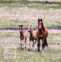 SaturdayNewYearsBrumbies_0142