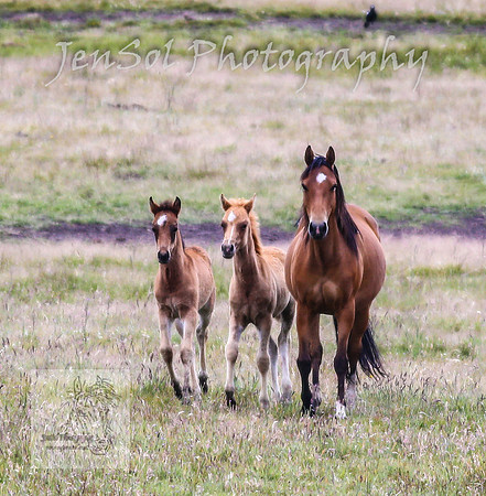 SaturdayNewYearsBrumbies_0142