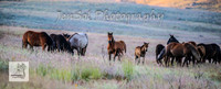 SundayBrumbies_0003