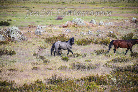 TuesdayBrumbies_0122