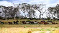 MondayBrumbiesPM_0062
