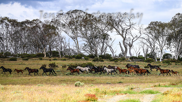 MondayBrumbiesPM_0062