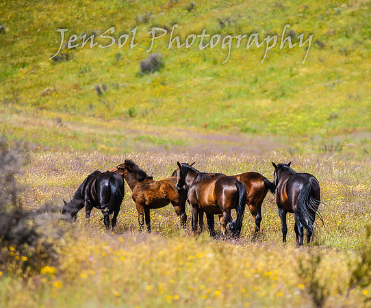 TuesdayBrumbies_0001