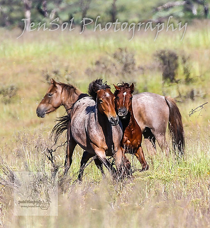 WednesdayBrumbiesAM_0200
