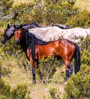 MondayBrumbiesPM_0090