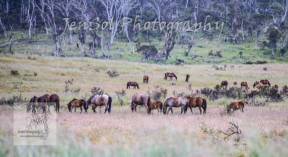 WednesdayBrumbiesAM_0006