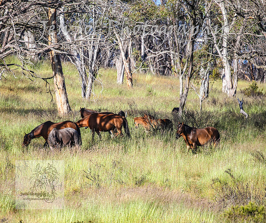 WednesdayBrumbiesAM_0078