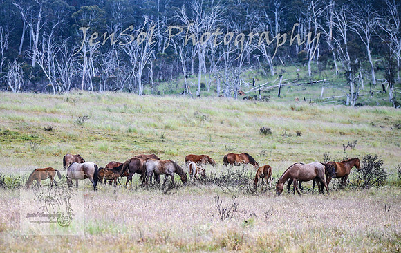 WednesdayBrumbiesAM_0008