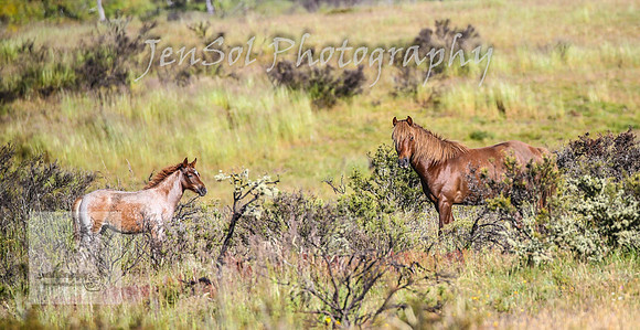 WednesdayBrumbiesAM_0123