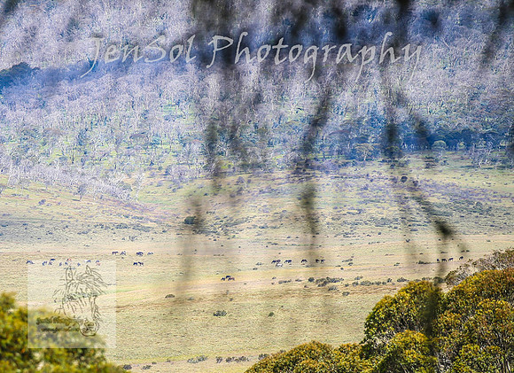 ThursdayBrumbies_0015