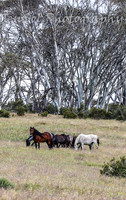 MondayBrumbiesPM_0042