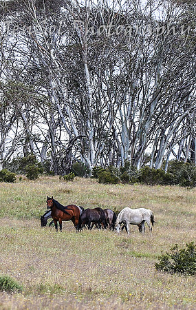 MondayBrumbiesPM_0042