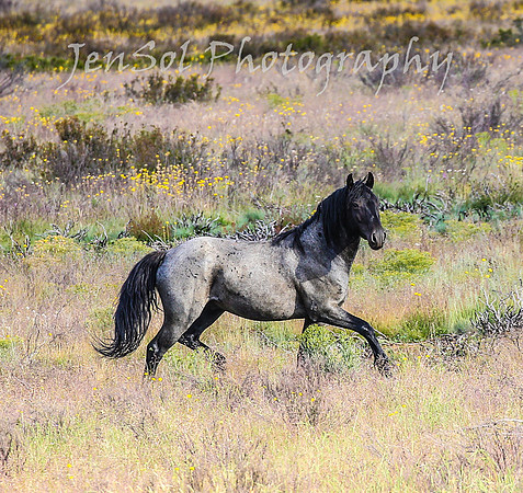 TuesdayBrumbies_0140