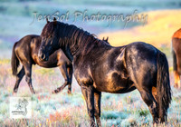SundayBrumbies_0007