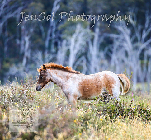 ThursdayBrumbies_0036
