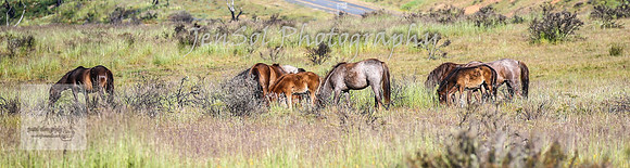 WednesdayBrumbiesAM_0106