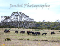 MondayBrumbiesPM_0037
