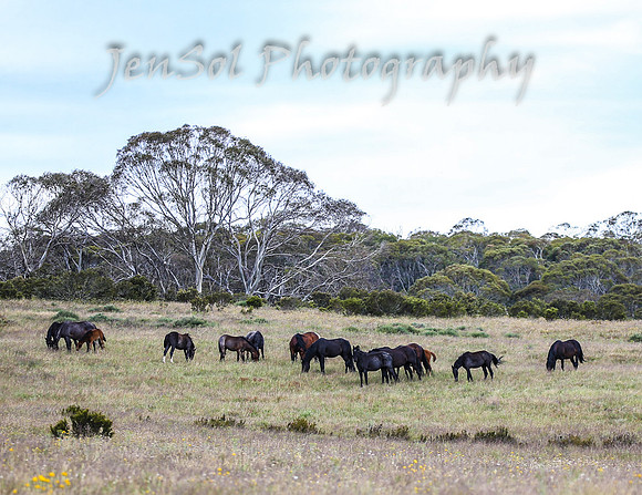 MondayBrumbiesPM_0037