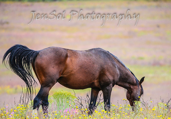TuesdayBrumbies_0023