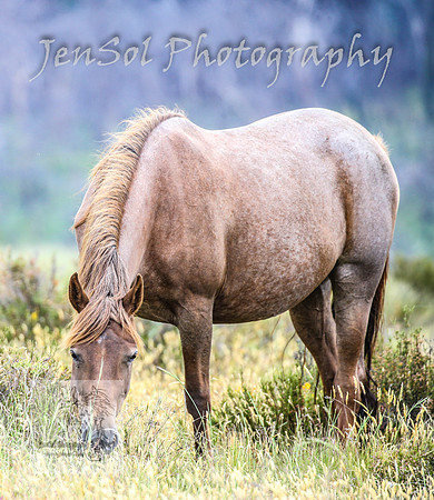 ThursdayBrumbies_0026