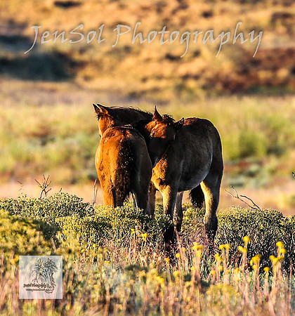SundayBrumbies_0047