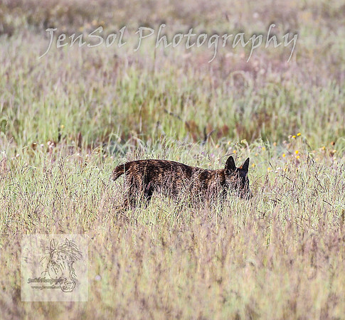 WednesdayBrumbiesAM_0035