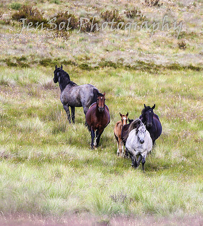 TuesdayBrumbies_0079