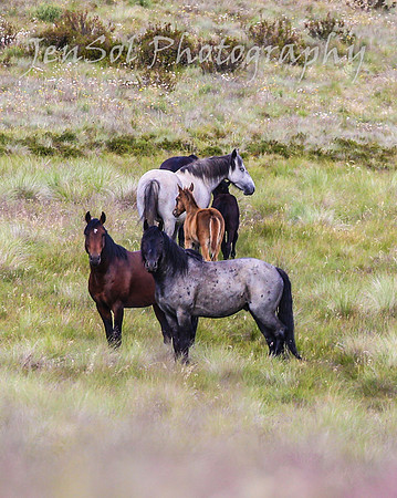 TuesdayBrumbies_0059