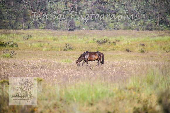 WednesdayBrumbiesAM_0119