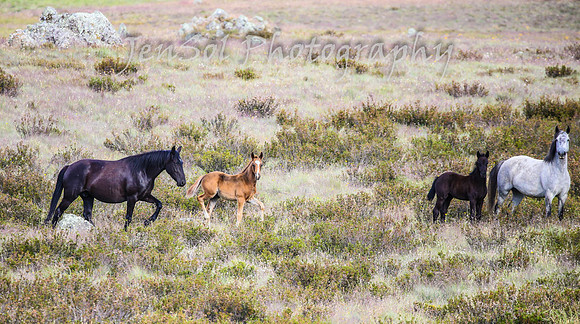 TuesdayBrumbies_0127