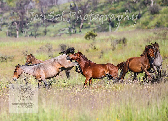 WednesdayBrumbiesAM_0190