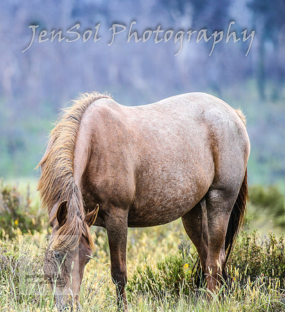 ThursdayBrumbies_0022