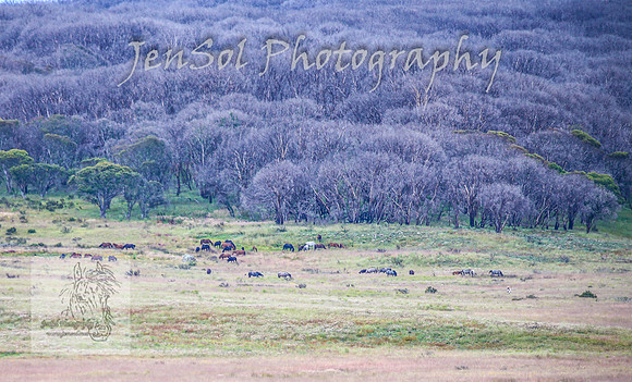 ThursdayBrumbies_0046