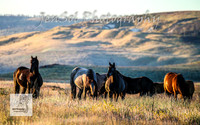 SundayBrumbies_0020