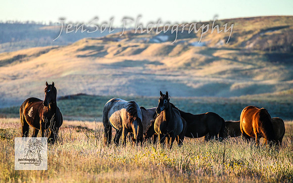 SundayBrumbies_0020