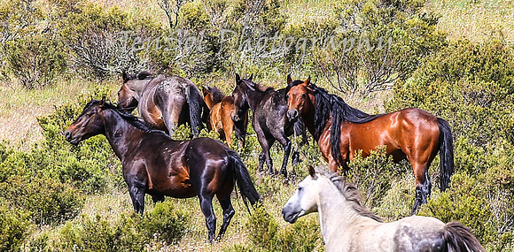 MondayBrumbiesPM_0085