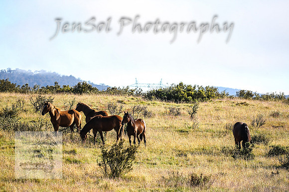 WednesdayBrumbiesAM_0067