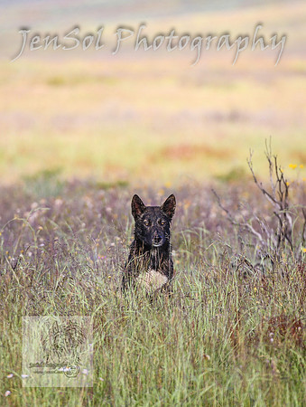 WednesdayBrumbiesAM_0060