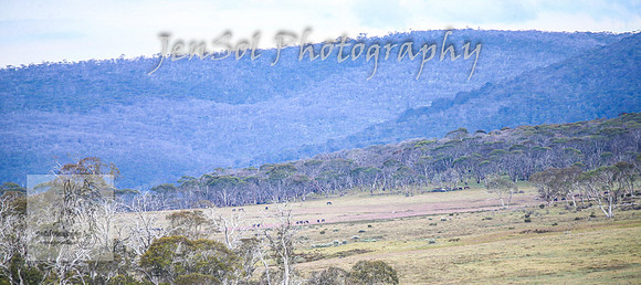 ThursdayBrumbies_0005