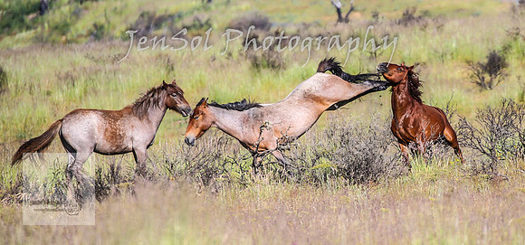 WednesdayBrumbiesAM_0218