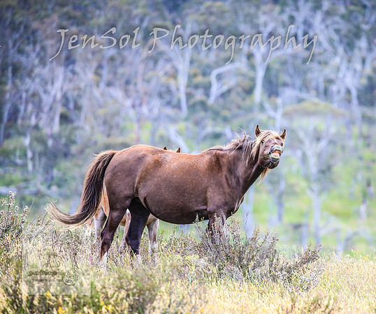 ThursdayBrumbies_0035